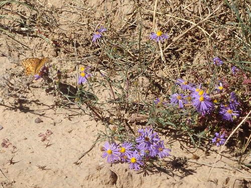 GDMBR: Purple daisies and the only butterfly around found them.